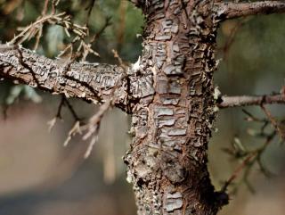 Pruning juniper