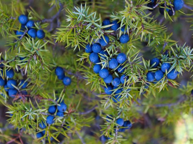Types of juniper