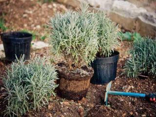 Planting lavender