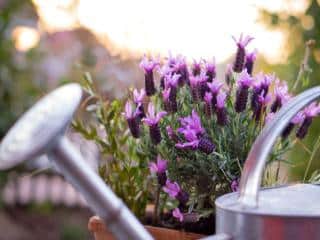 Watering lavender