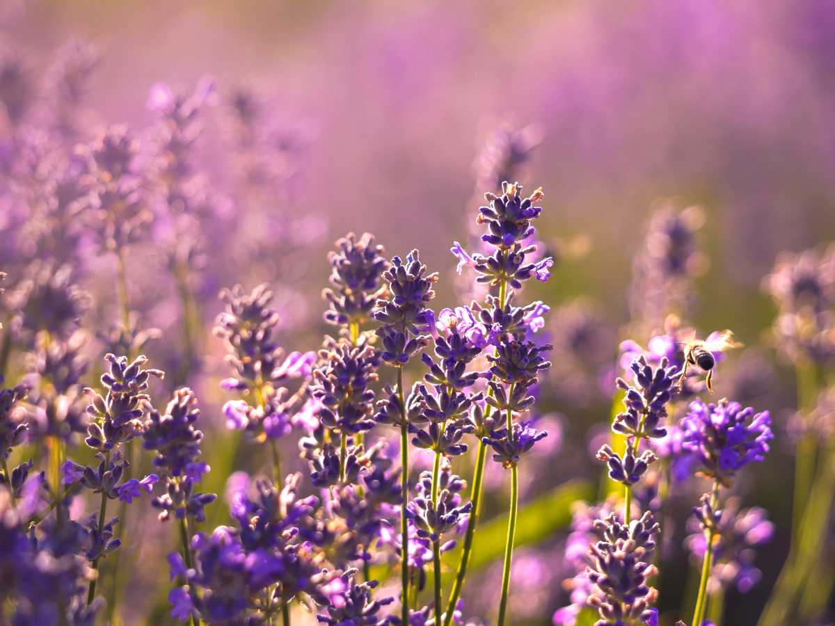 Lavender - planting, care and trimming into mounds