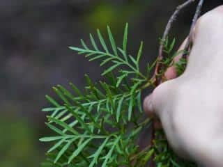 Pruning lomatia tinctoria