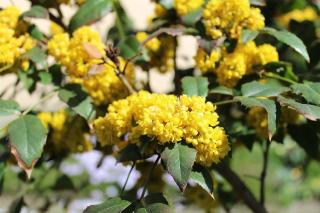 mahonia care