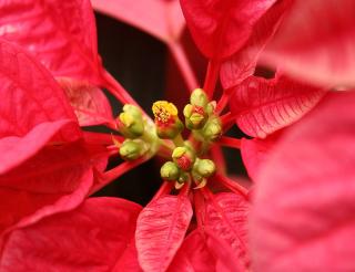 Make poinsettia flower again