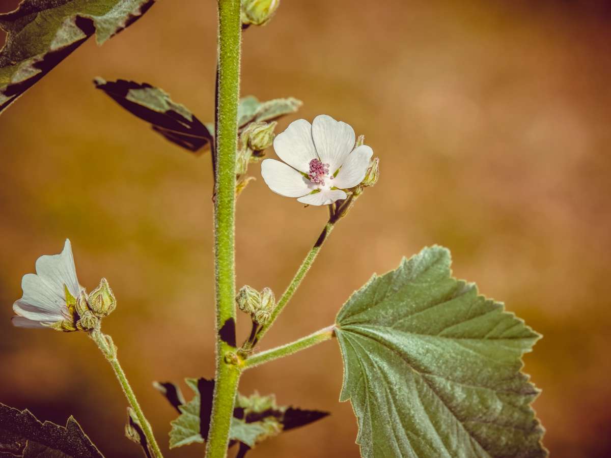 Health benefits of marshmallow