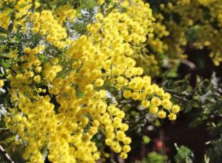 Mimosa acacia baileyana