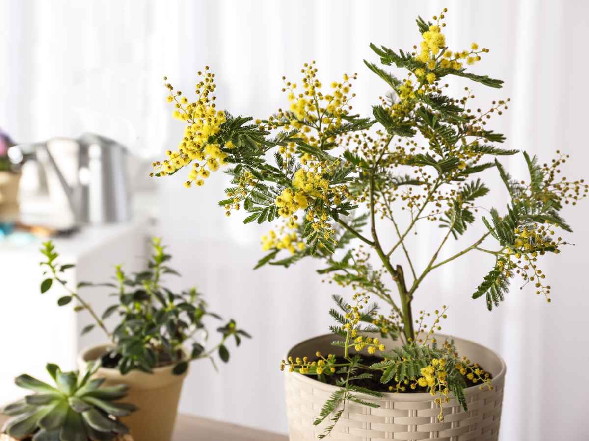 Mimosa in a pot