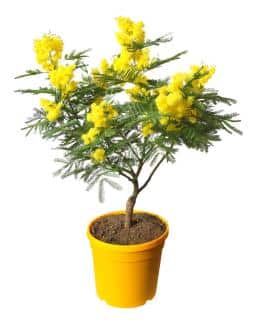 Substrate and pot type for mimosa
