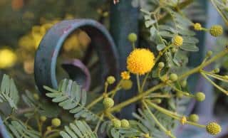 Mimosa tree care