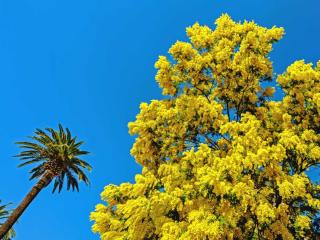 Mimosa tree flower