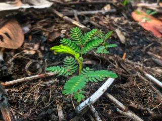 Planting mimosa tree