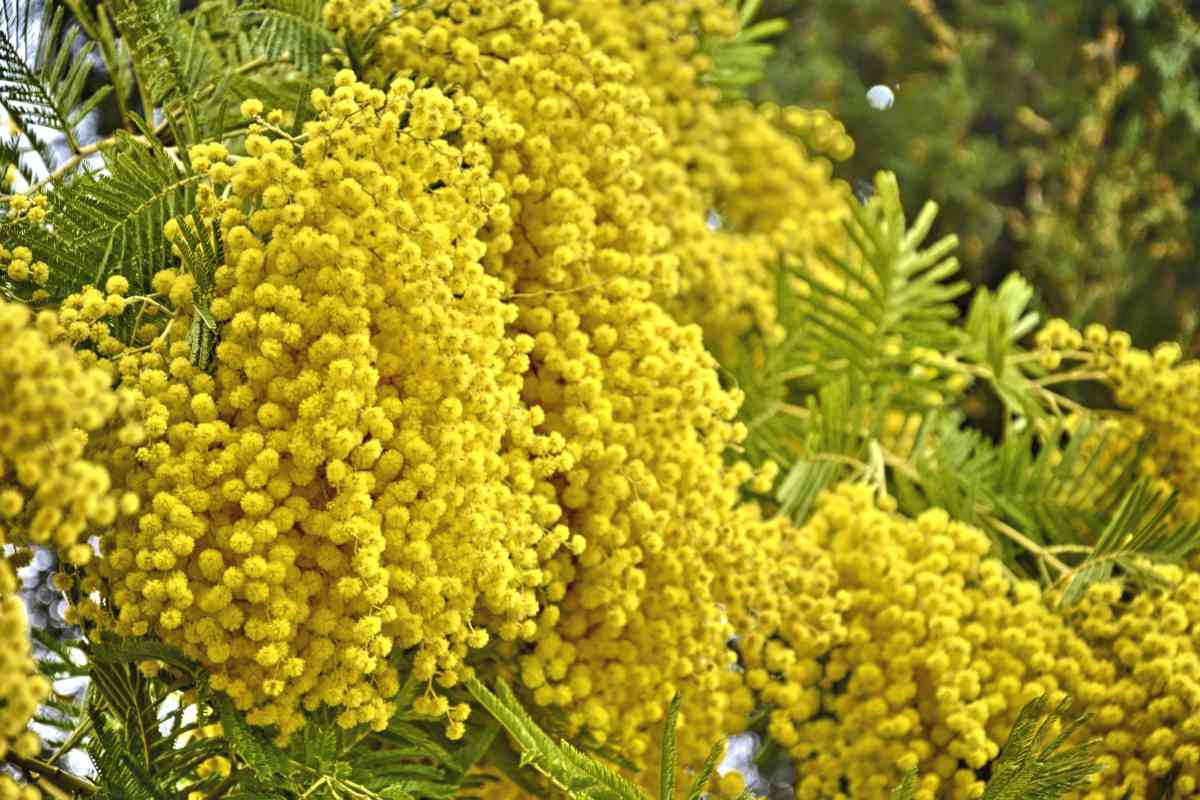 Mimosa tree planting, pruning, flowering and caring