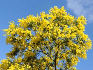 mimosa tree varieties