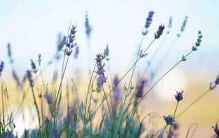 English lavender Munstead