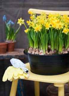 Pot narcissus