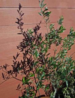 Cold area with an olive tree