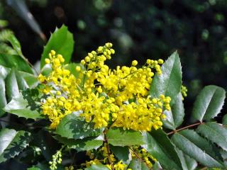 Oregon grape