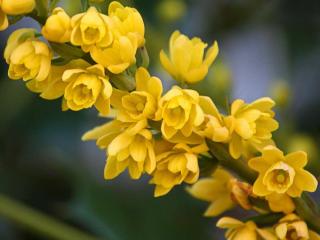 Oregon grape care