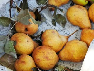 Pear harvest