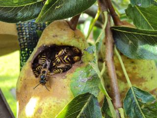 Disease pests pear tree