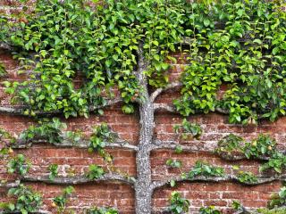 Pear tree pruning