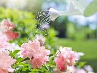 watering peony