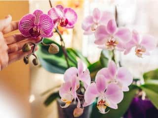 Phalaenopsis orchid