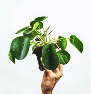 Caring for pilea