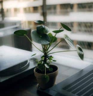 Pilea exposure