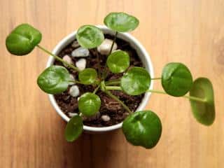 Pilea repotting