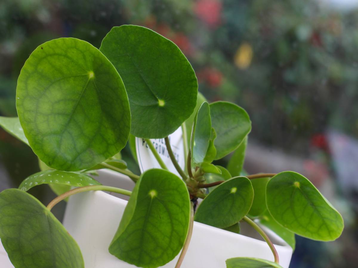 Pilea