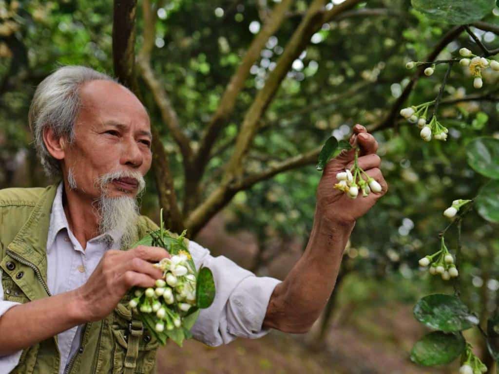 Plant breeder grower
