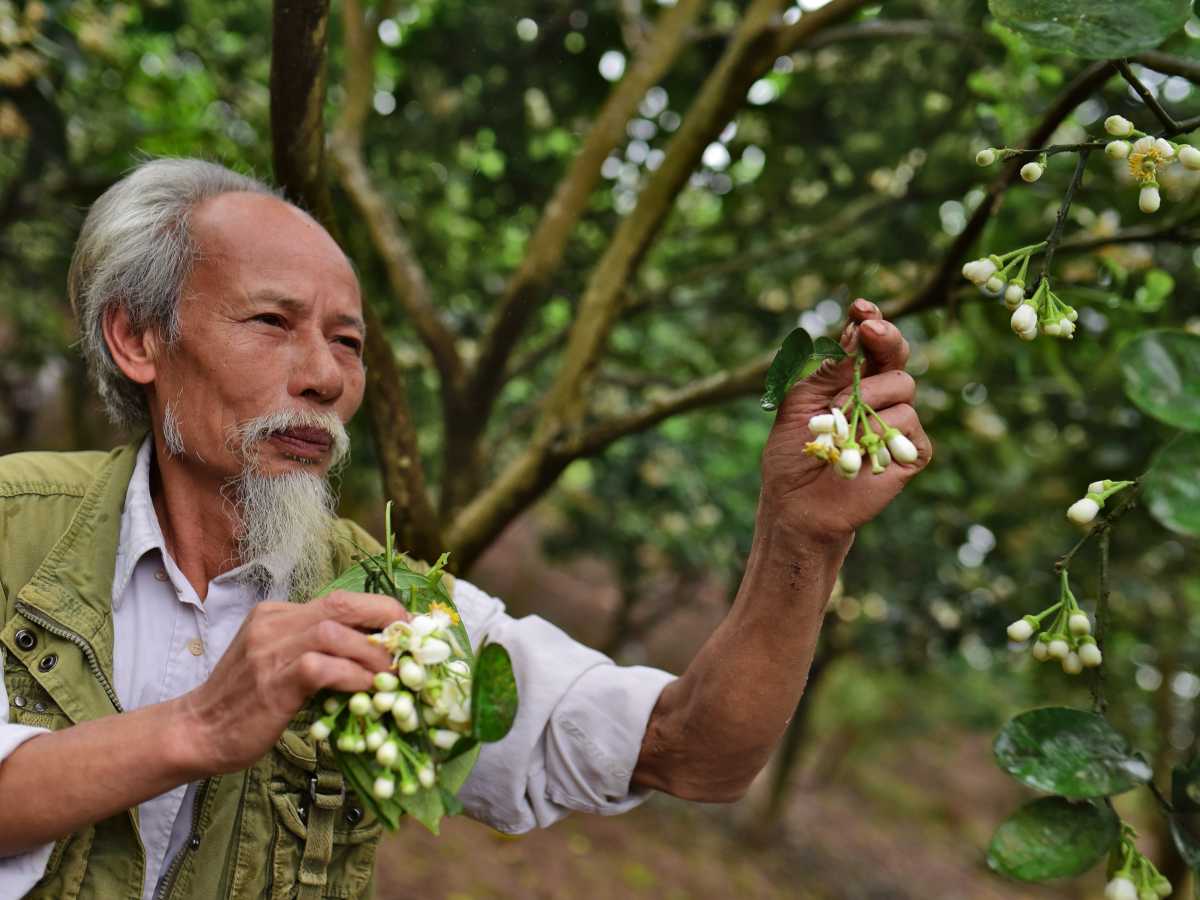 Plant breeder grower