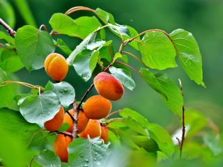 planting apricot