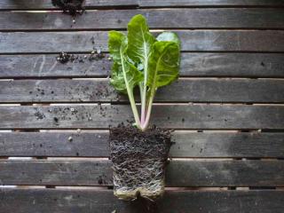 Chard planting