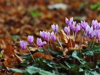 Planting cyclamen