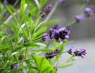 Planting English lavender