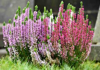 Planting erica winter heather