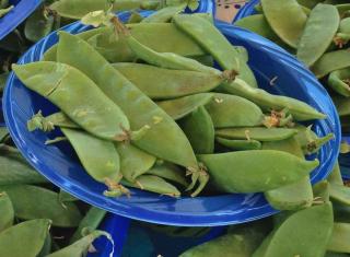 Planting snow pea