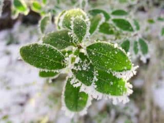 Plants that resist freezing