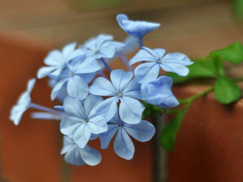 Plumbago varieties and colors