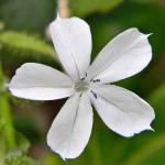 Plumbago zeylanica