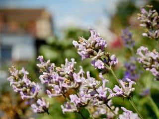 Care for portuguese lavender