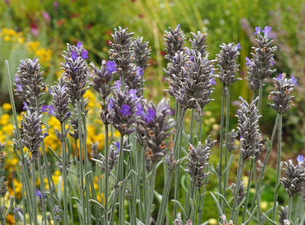 Portuguese lavender