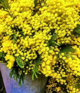 Exposure for mimosa in a pot