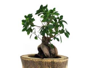 Pruning grafted ficus
