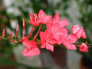 Red plumbago