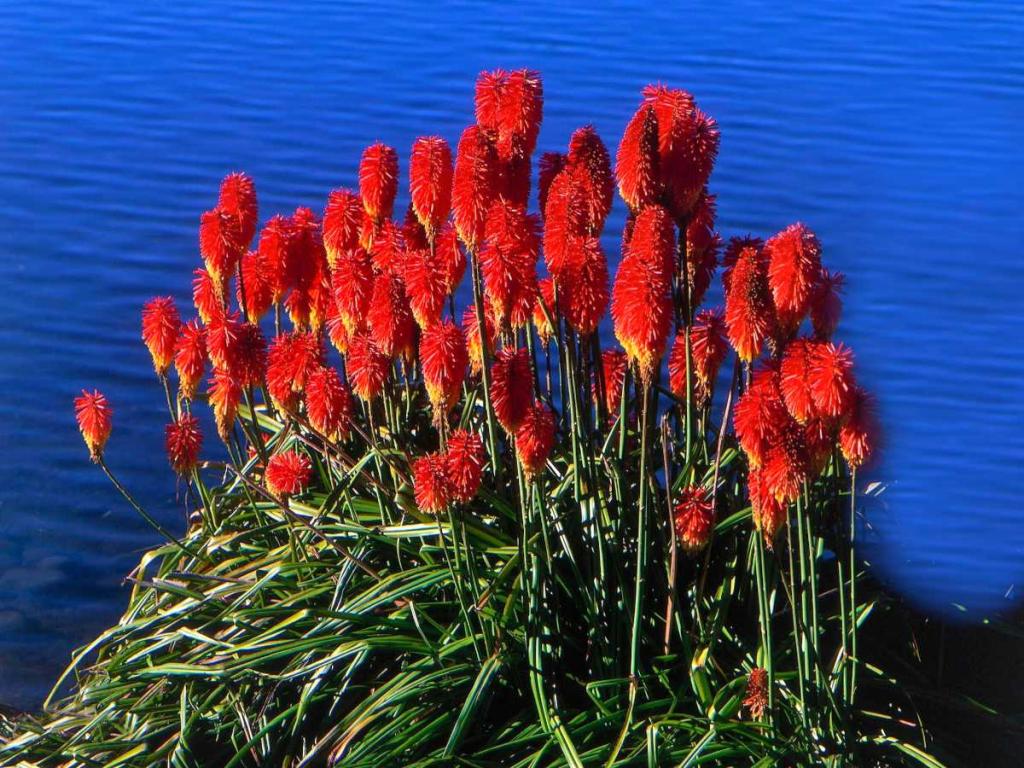 Kniphofia red hot poker