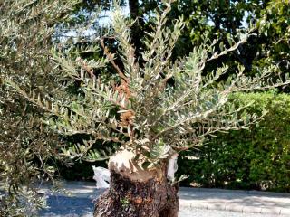 Regrow a tree killed by freezing