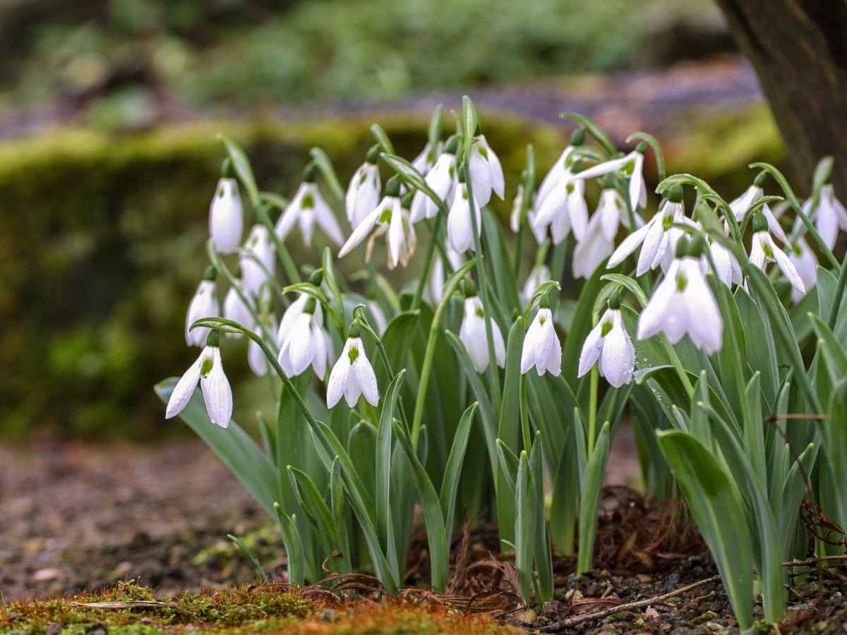 snowdrop